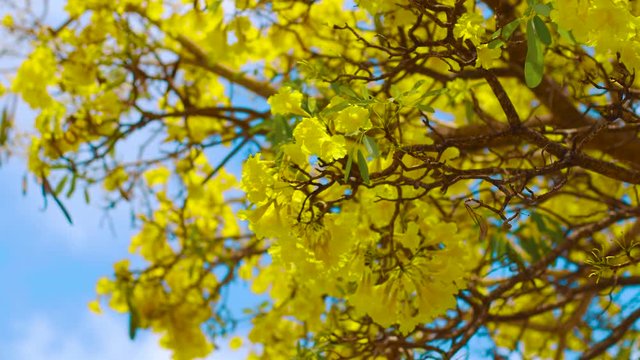 The Yellow Kibrahacha Tree Flowers Swinging Along The Winds Under The Bright Blue Sky In Curacao - Close Up Shot 