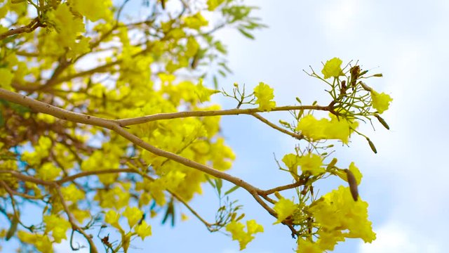 Yellow Kibrahacha Tree Flowers Waving By The Wind In Curacao On Sunny Day With Cloudy Sky Above - Close Up Shot