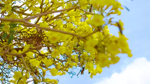 The Yellow Kibrahacha Tree Flowers Displays Its Beauty Under The Bright Blue Sky During Summer In The Island Of Curacao - Close Up Shot 