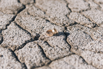 Wedding rings on a background of cracked earth