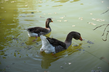 Swiiming Ducks in the Lake by Morning at Spring