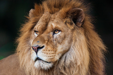 百獣の王ライオン