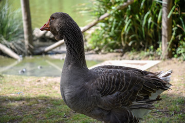 Duck Bird Animal Portrait Near the Lake byMorning at Spring