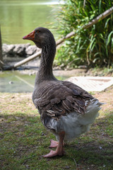 Duck Bird Animal Portrait Near the Lake byMorning at Spring