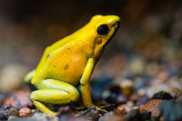 gelber frosch