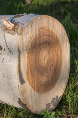 Fresh cut wood (White Poplar)