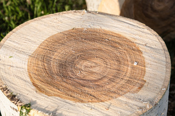 Fresh cut wood (White Poplar)