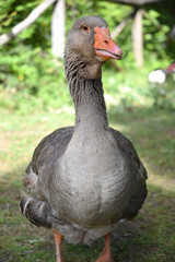Duck Bird Animal Portrait Near the Lake byMorning at Spring