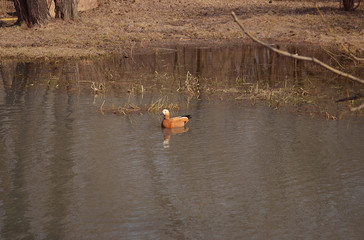Red duck swims in the water in the park. Waterfowl ogar. - obrazy, fototapety, plakaty