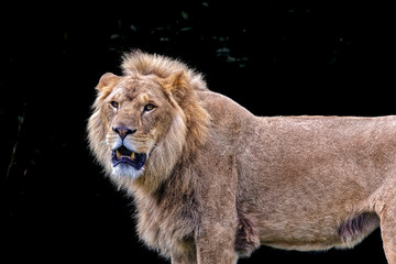 An adult lion head turned looking towards the viewer.