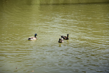 Swiiming Ducks in the Lake by Morning at Spring