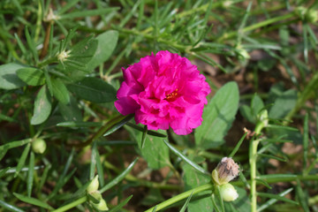 moss rose (Portulaca)