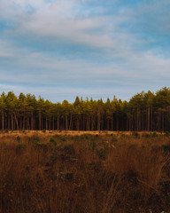 Fototapeta na wymiar Tree line in the woods