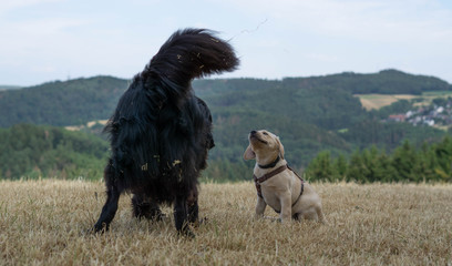 Hund und Welpe 