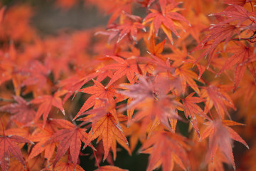 写真素材: もみじ