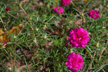 moss rose (Portulaca)