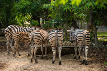Fototapeta na wymiar Zebra eating food in the zoo, feeding zebra in the zoo