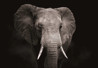 Close up van een olifantenhoofd