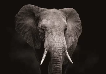 Stickers pour porte Éléphant Gros plan d& 39 une tête d& 39 éléphant