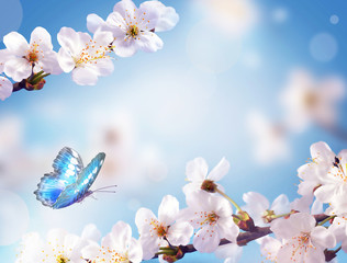 Fototapety  Cherry blossoms over blurred nature background. Spring flowers. Spring Background with bokeh. Butterfly