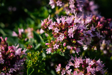 Obraz premium fleur thym serpolet 