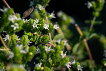 Menthe à feuilles rondes 