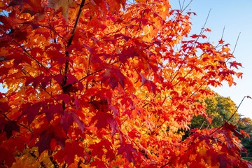 Red Hot Burning Fall Maples Tree