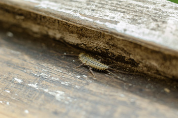 Insect Lepisma saccharina. Thermobia domestica. Silverfish. Thermobia domestica in normal habitat....