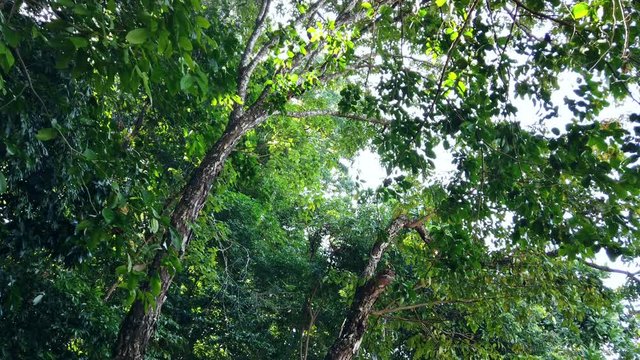 Walking in the Philippine Forest