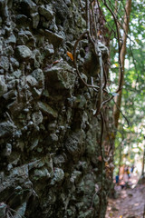 Croocked large stone with the roots hanging in the tropical jungle in Borneo, Malaysia.
