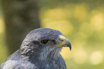 black-breasted eagle resting in his innkeeper