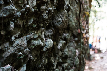 Croocked large stone with the roots hanging in the tropical jungle in Borneo, Malaysia.