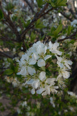 Vertical plum tree blooming in the southwest.