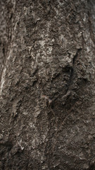 bark of a tree