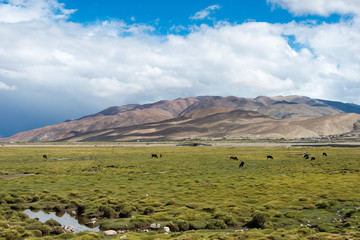 Ladakh, India - Jul 14 2019 - Beautiful scenic view from Between Chushul and Pangong Tso in Ladakh, Jammu and Kashmir, India.
