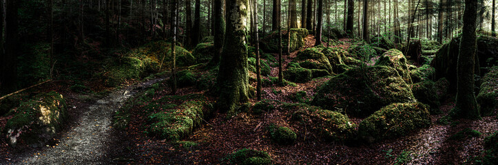 Düsterer Märchen Wald