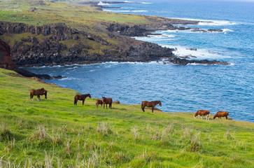 Obraz na płótnie Canvas Wild horses and cow along the coasts of Easter Island, Chile
