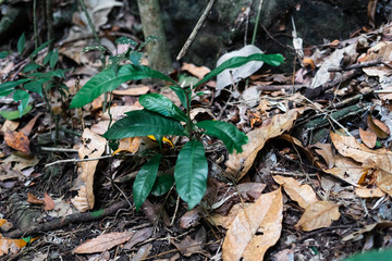 The real forest environment in the tropics. Asian tropical jungle in Borneo.