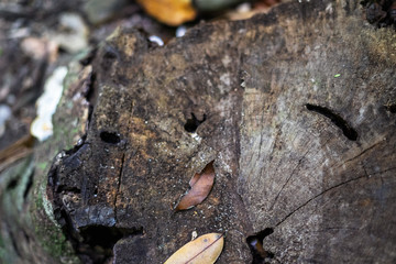 The texture of cut wood in the tropical forest.