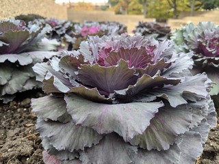 cabbage in the garden