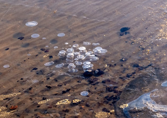 Air bubbles froze in the water.