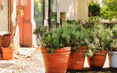 Fototapeta na wymiar outdoor plant on the streets