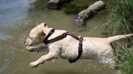 Sprung ins Wasser Welpe hat Spaß