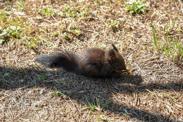 baby Squirrel in the Grass by Morning at Spring