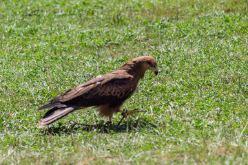 golden eagle resting in his innkeeper