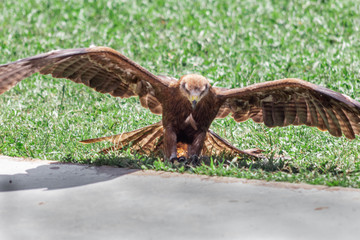 golden eagle resting in his innkeeper