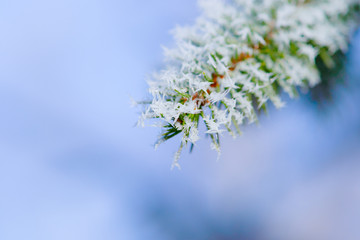 Branches and twigs of a fir or spruce tree covered with ice crystals or hoar frost. It is bitter cold outside. The Beauty of the Christmas season