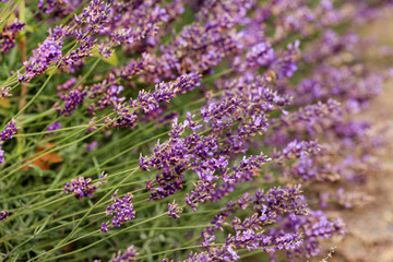 Obraz premium lavender field in the France