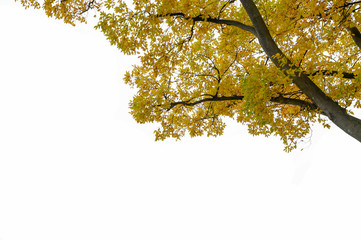 Autumn colors on the white scene