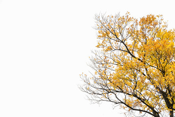 Autumn colors on the white scene